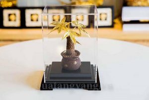 chậu cây kim ngân 4