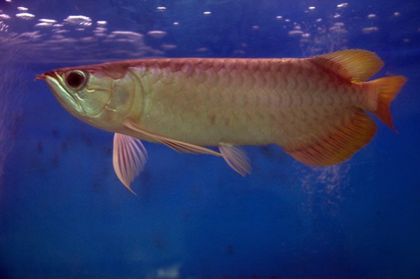 tượng cá rồng 1