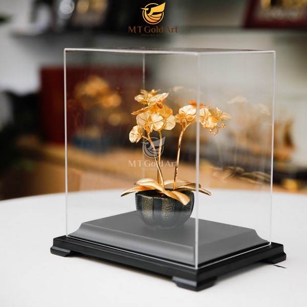 cây lan hồ điệp dát vàng 3