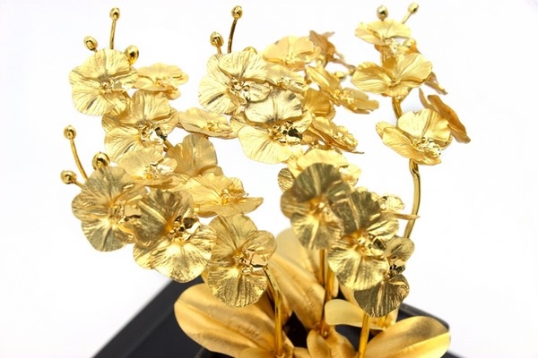 Cây lan phú quý 2