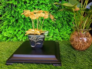 chậu hoa lan hồ điệp