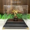 Chậu cây kim ngân dát vàng 24k